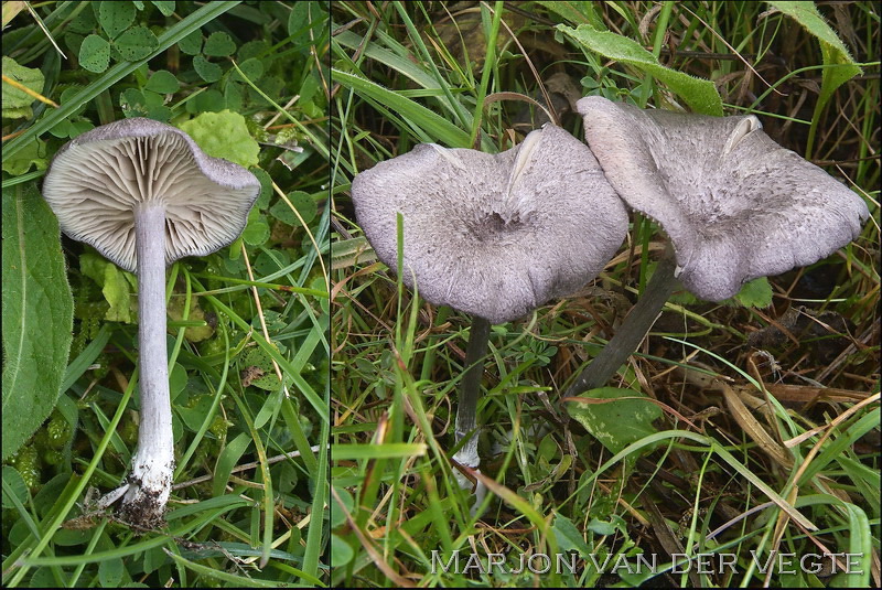 Lilagrijze satijnzwam - Entoloma mougeotii